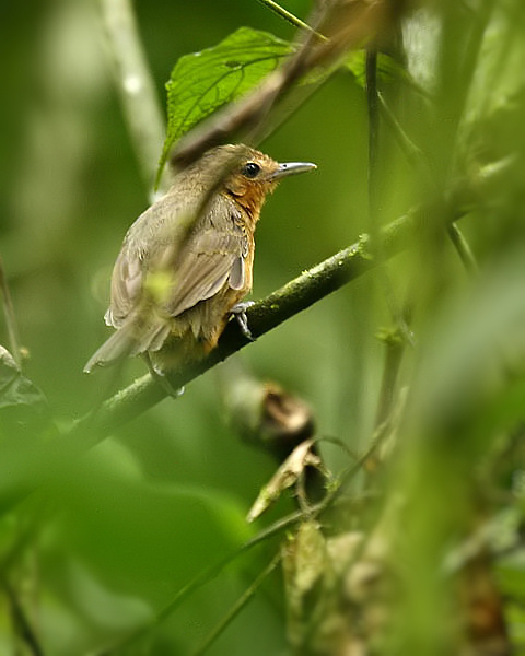 Dusky Antbird