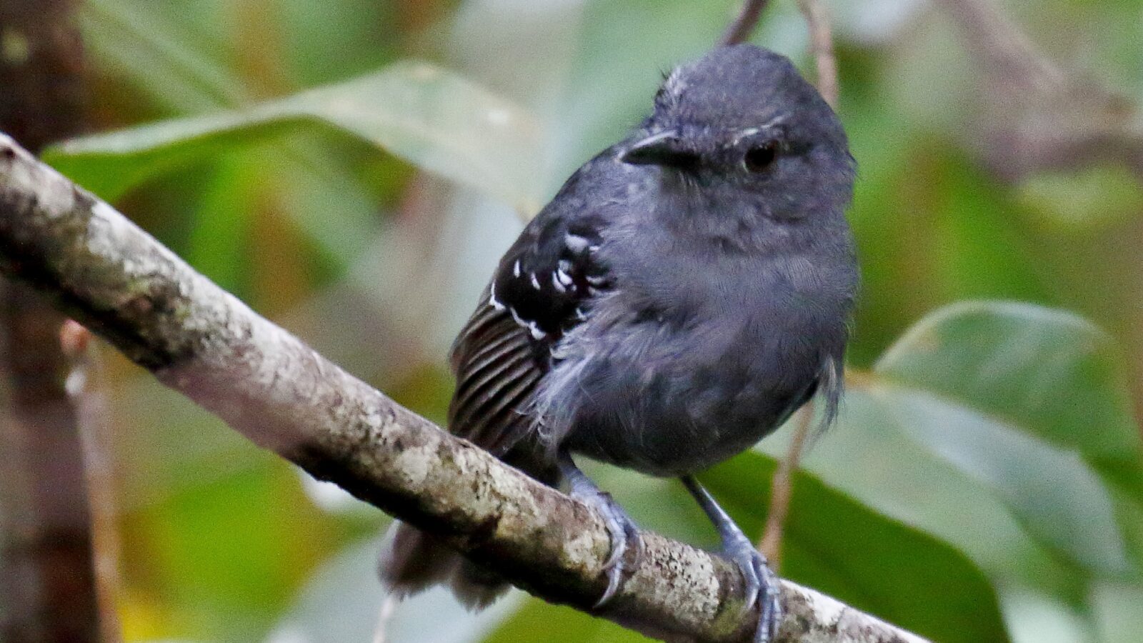 Willis’s Antbird