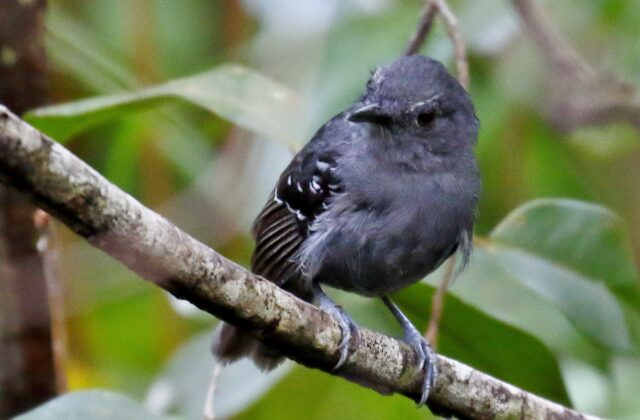 Willis’s Antbird