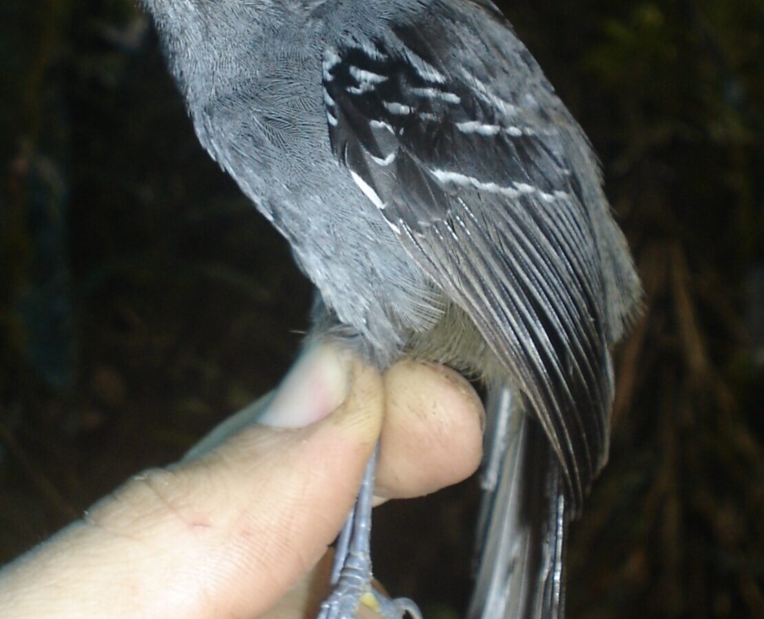 Parker’s Antbird
