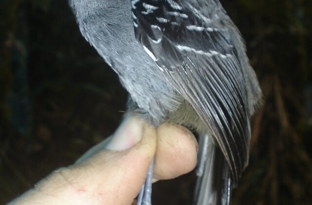 Parker’s Antbird