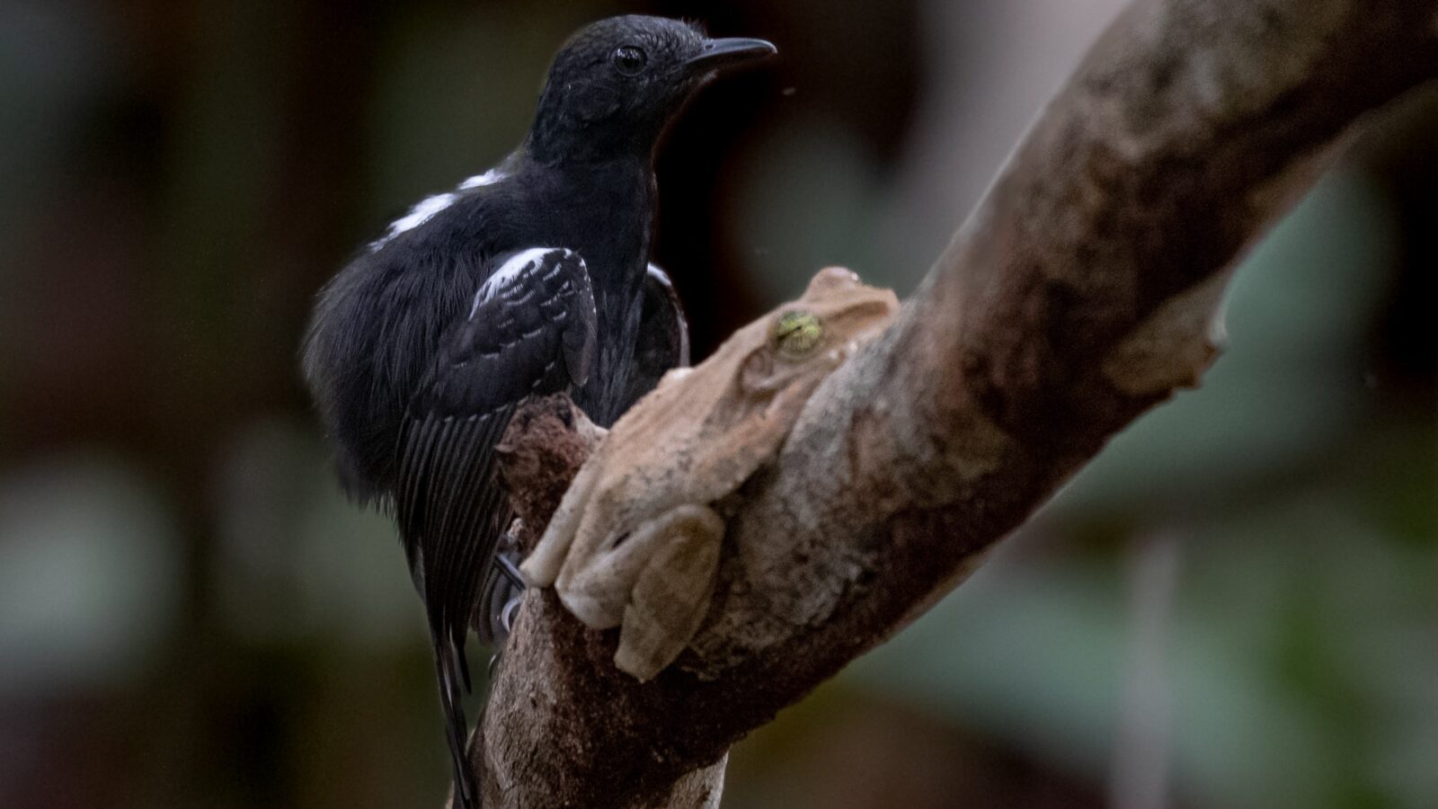 Black Antbird