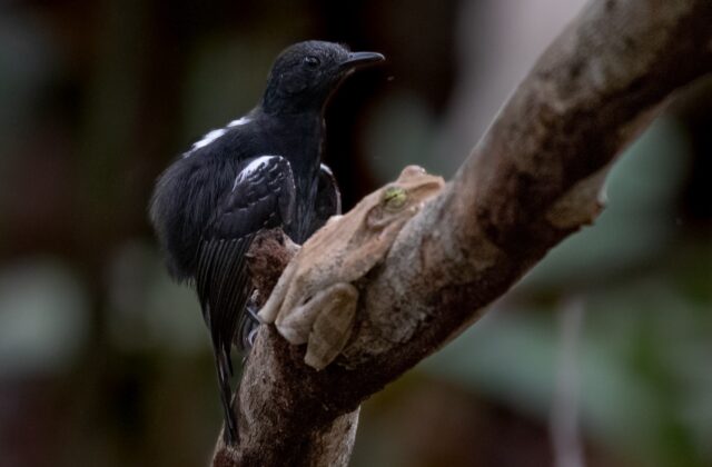 Black Antbird