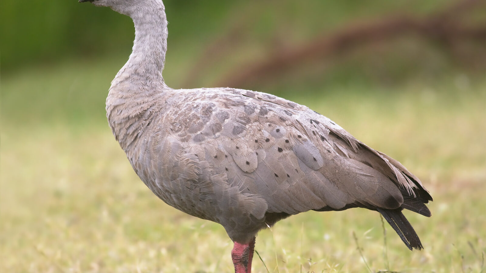 Cape Barren Goose