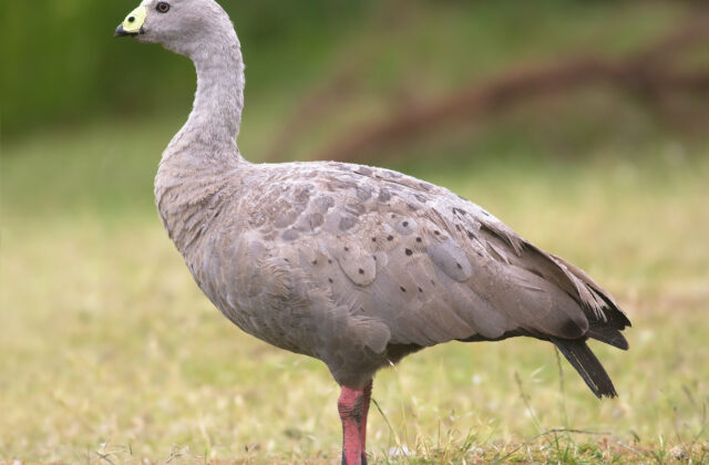 Cape Barren Goose