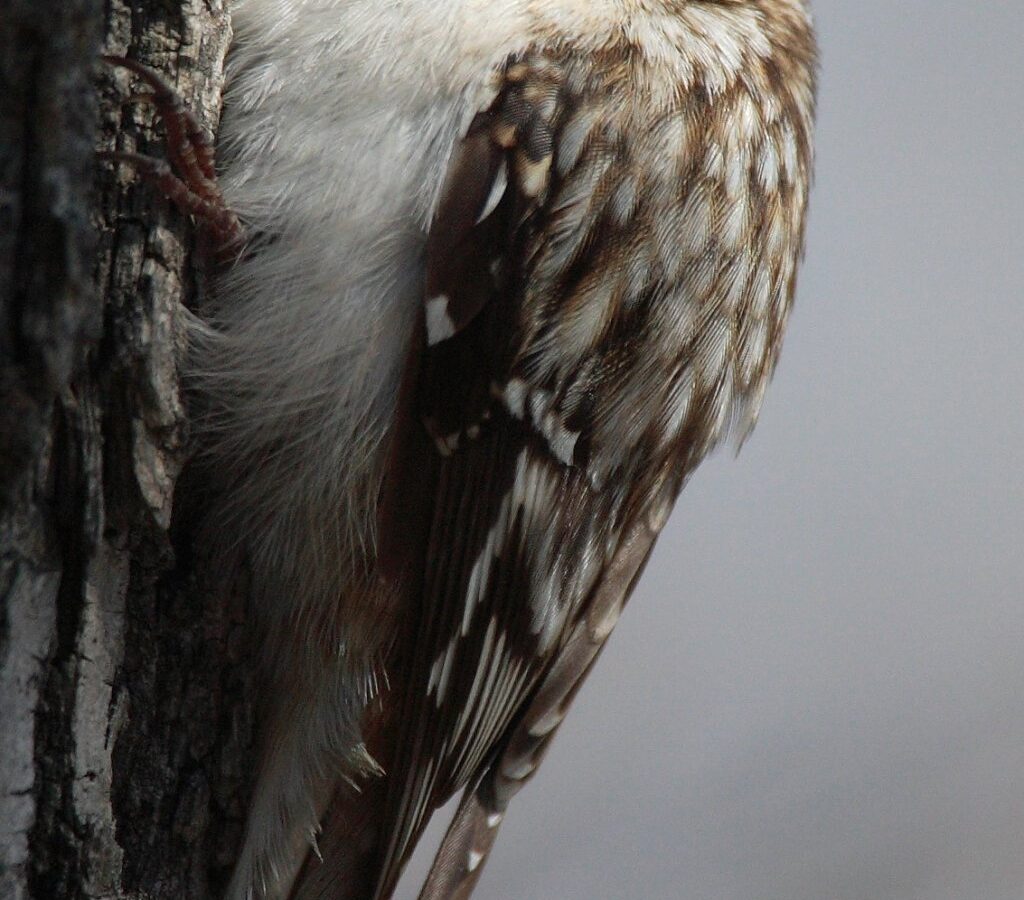Brown Creeper