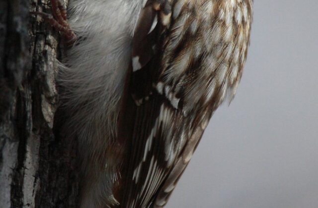 Brown Creeper