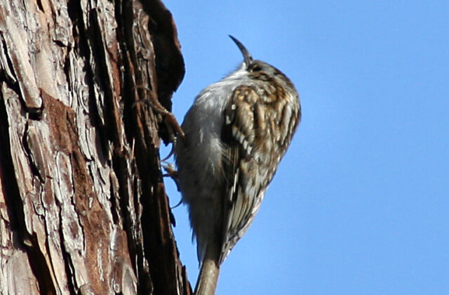 Eurasian Treecreeper