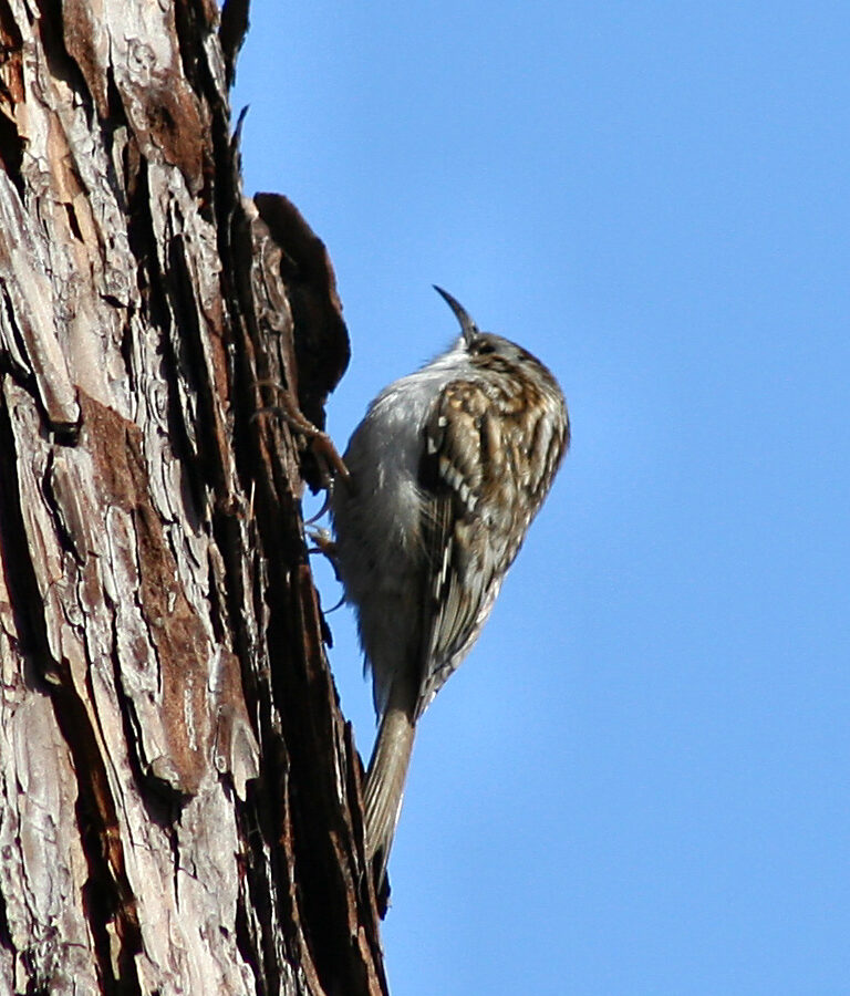 Eurasian Treecreeper