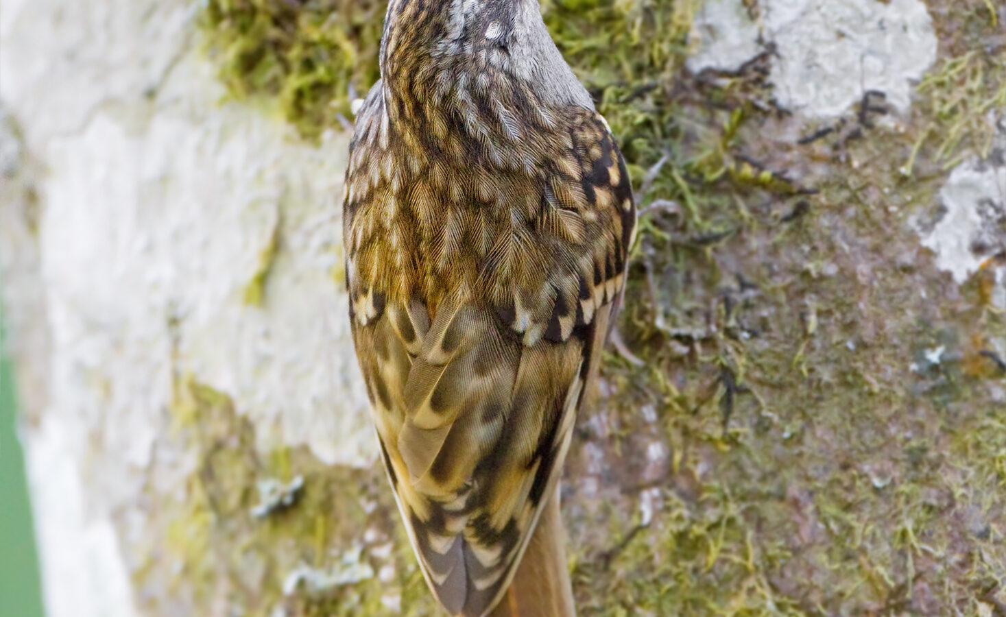 Hume’s Treecreeper