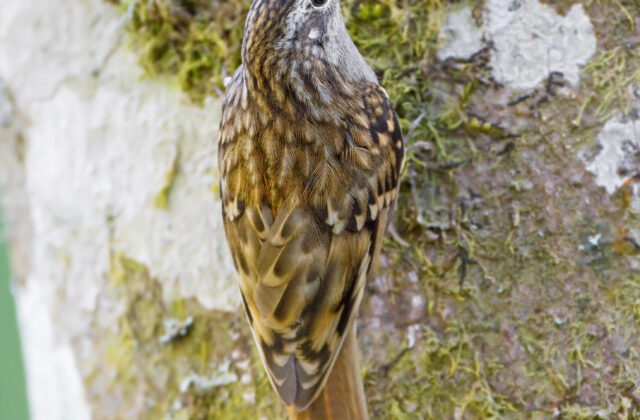Hume’s Treecreeper