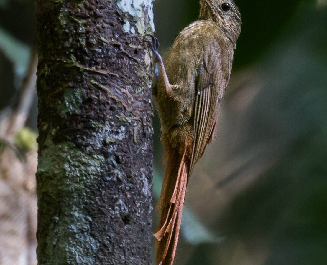 Spot-throated Woodcreeper