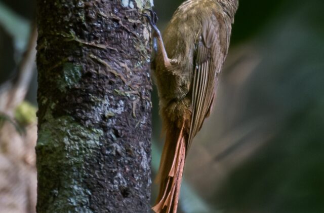 Spot-throated Woodcreeper