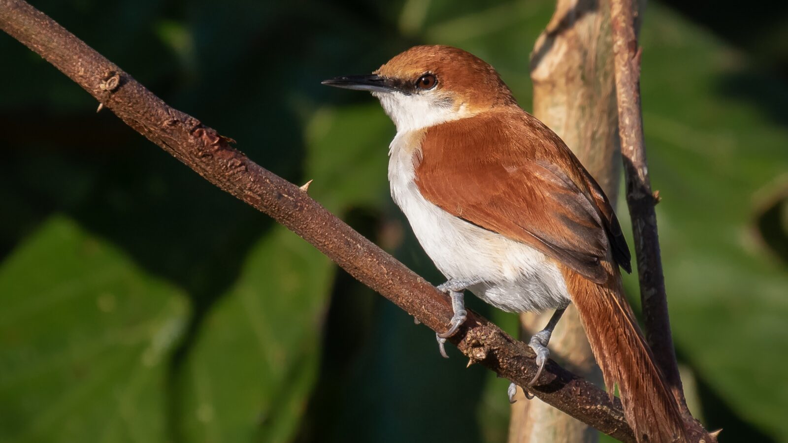 Red-and-white Spinetail