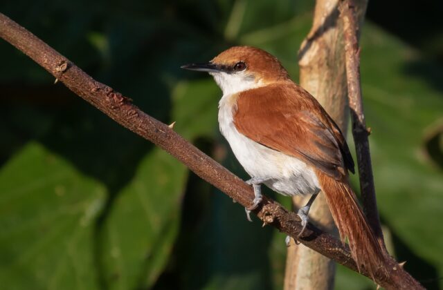 Red-and-white Spinetail