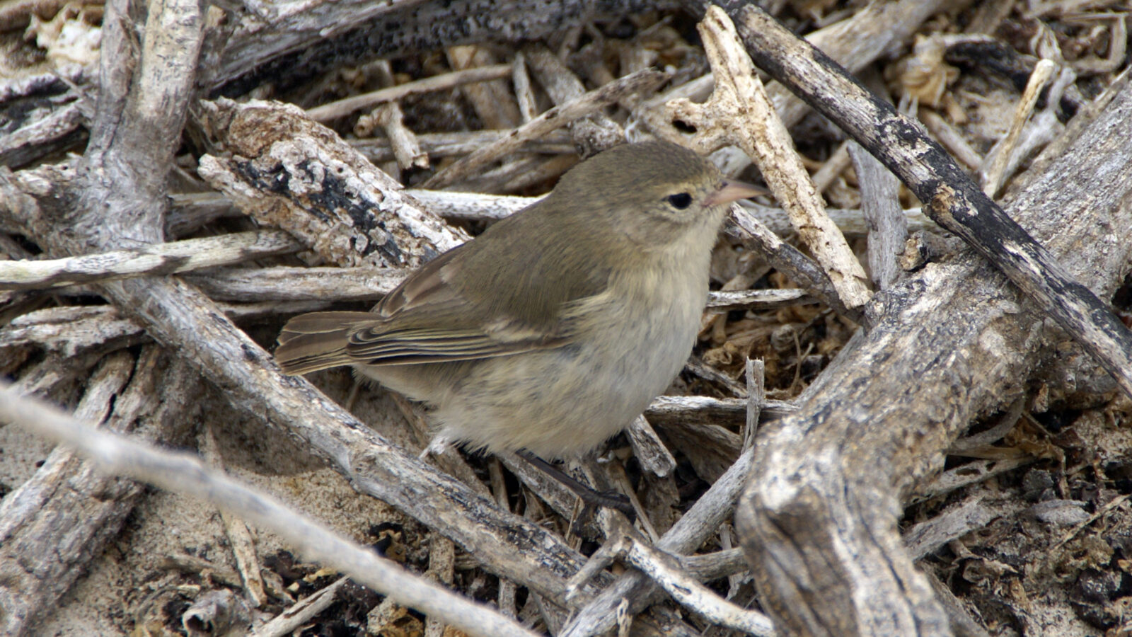 Grey Warbler-Finch