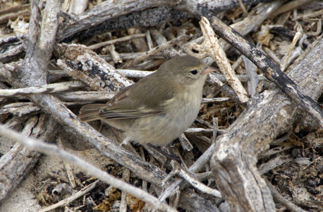 Grey Warbler-Finch