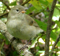 Green Warbler-Finch