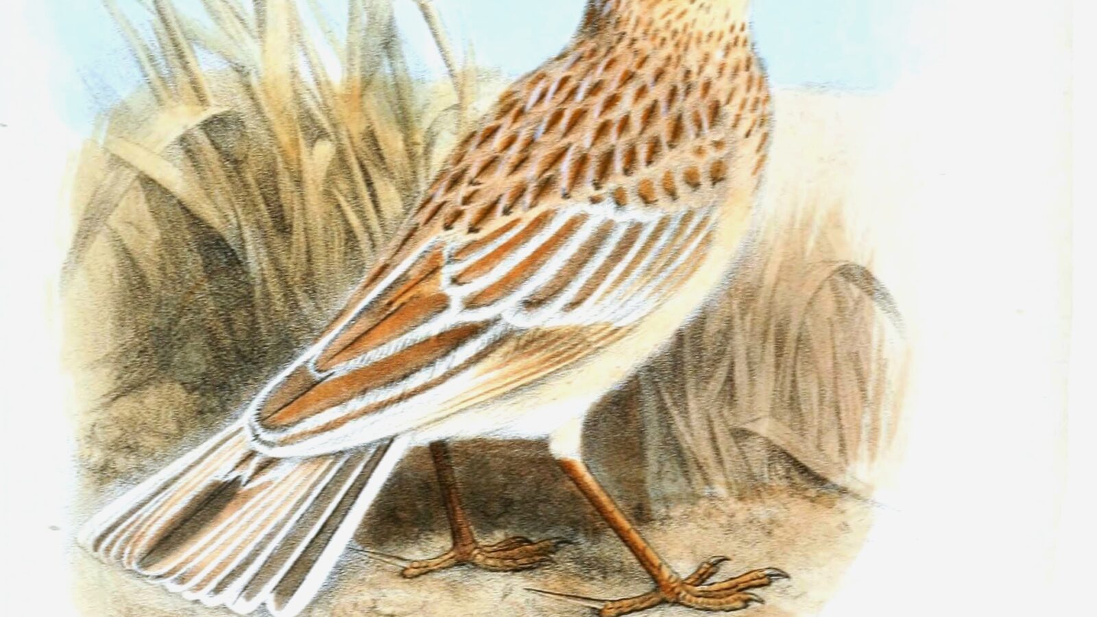 Somali Lark