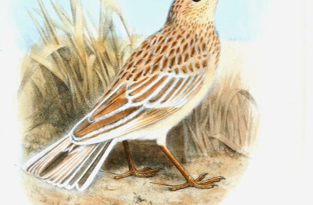 Somali Lark