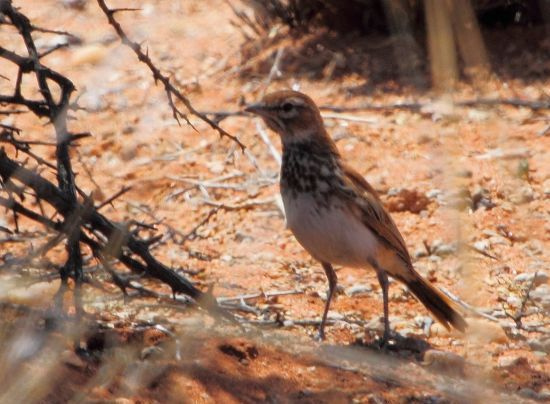 Red Lark