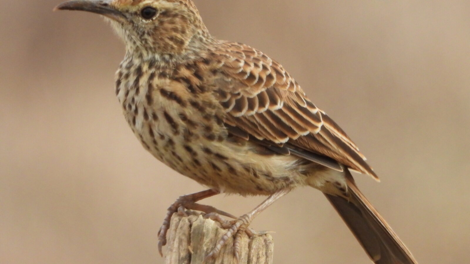 Cape Long-billed Lark