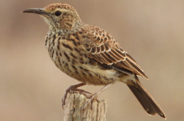 Cape Long-billed Lark