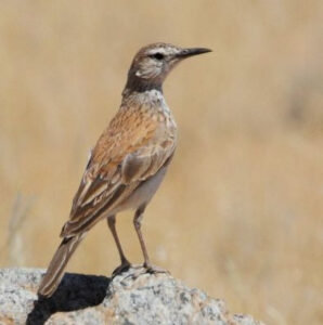 Karoo Long-billed Lark