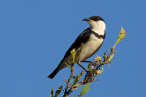 Banded Honeyeater