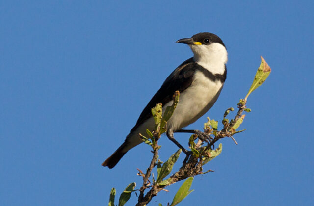 Banded Honeyeater