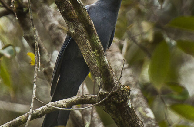 Cerulean Cuckooshrike