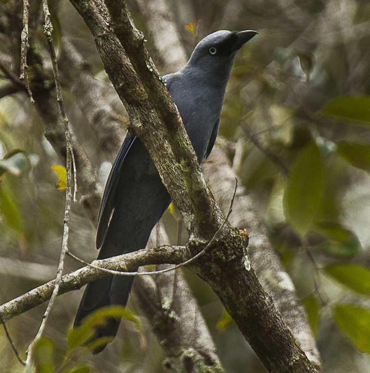 Cerulean Cuckooshrike