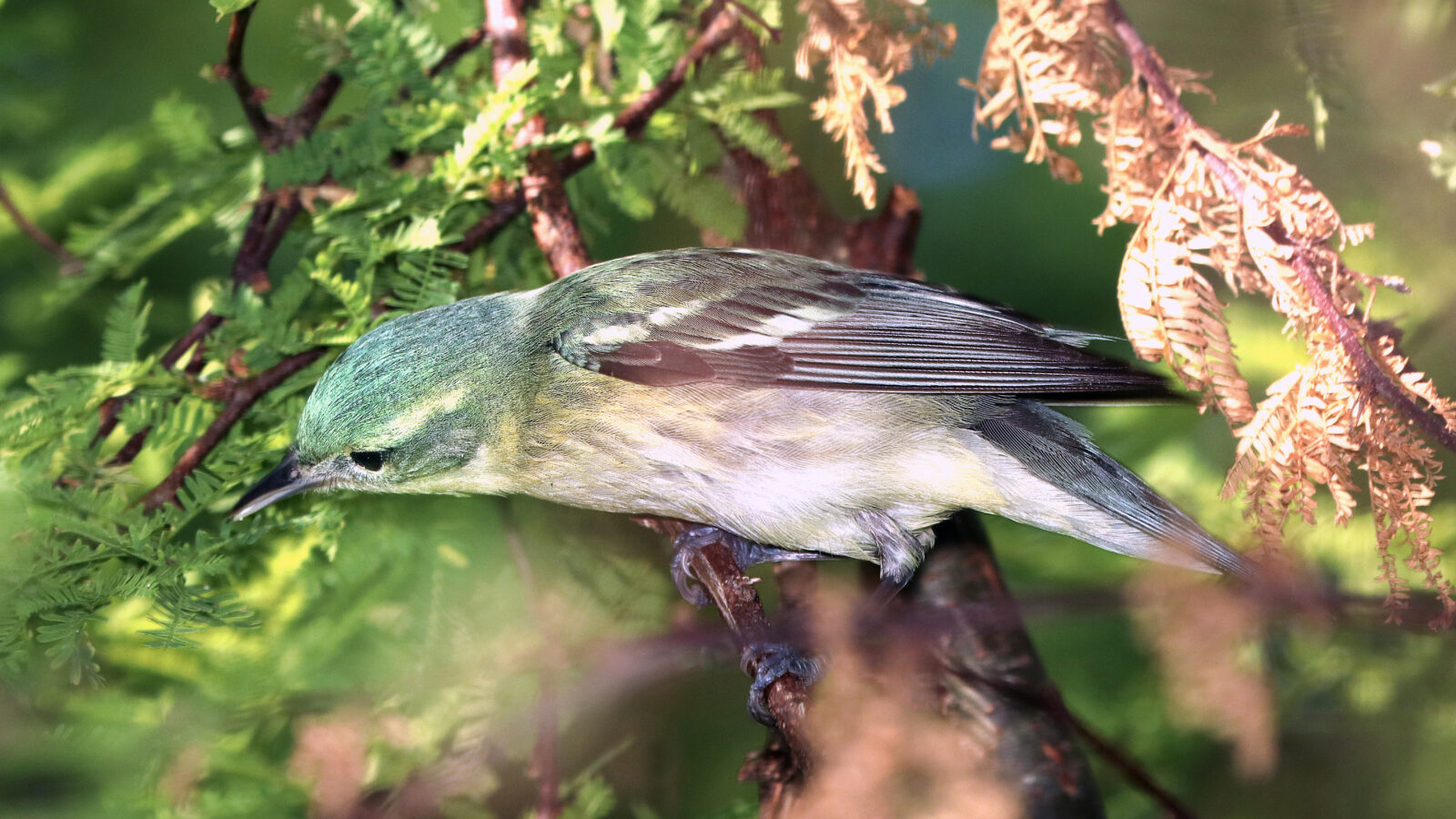 Cerulean Warbler