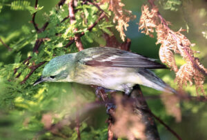 Cerulean Warbler