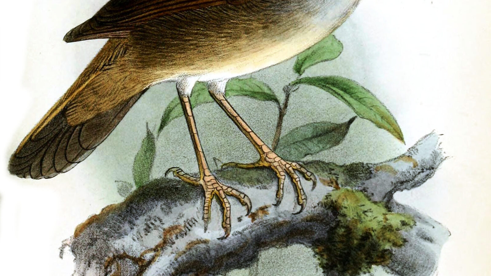 Chestnut-crowned Bush Warbler