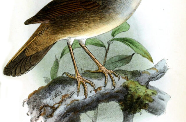 Chestnut-crowned Bush Warbler