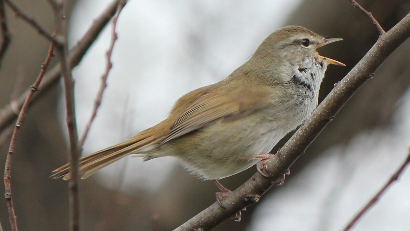 Japanese Bush Warbler