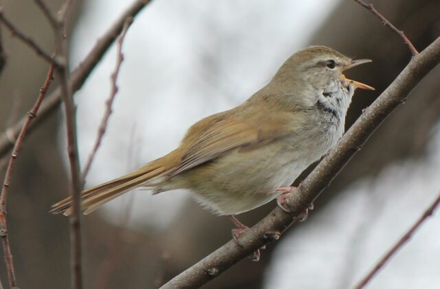 Japanese Bush Warbler