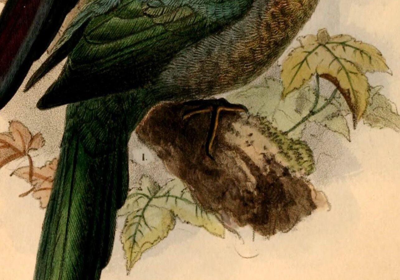 Green Malkoha