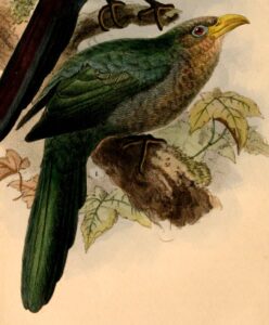 Green Malkoha