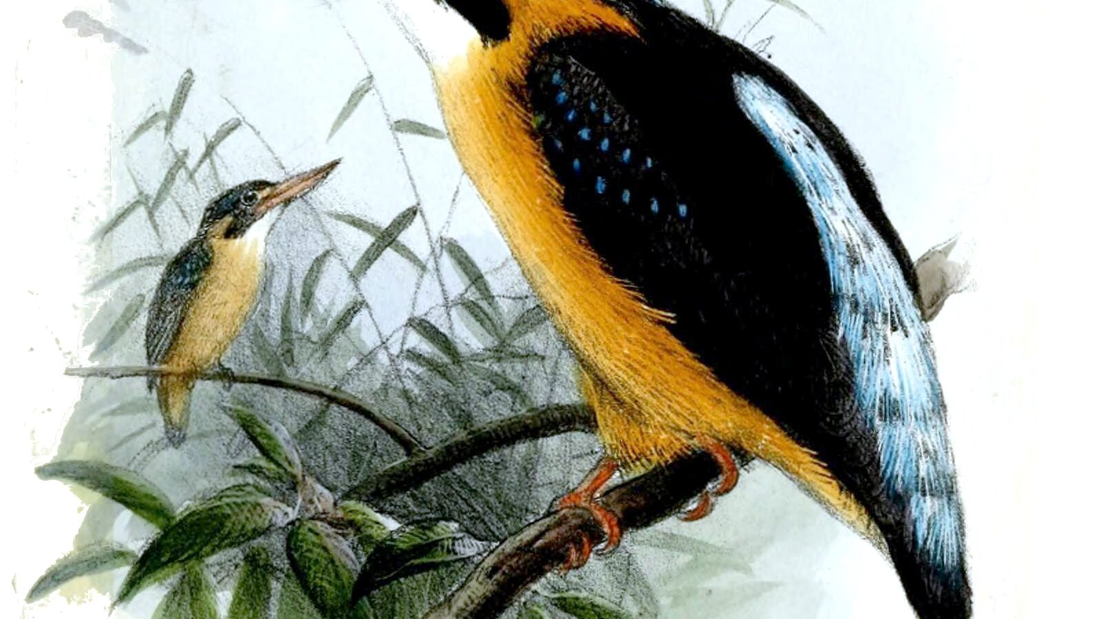 Moluccan Dwarf Kingfisher