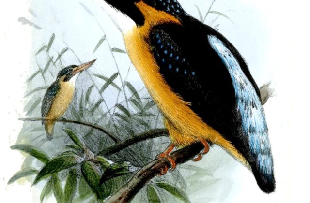 Buru Dwarf Kingfisher