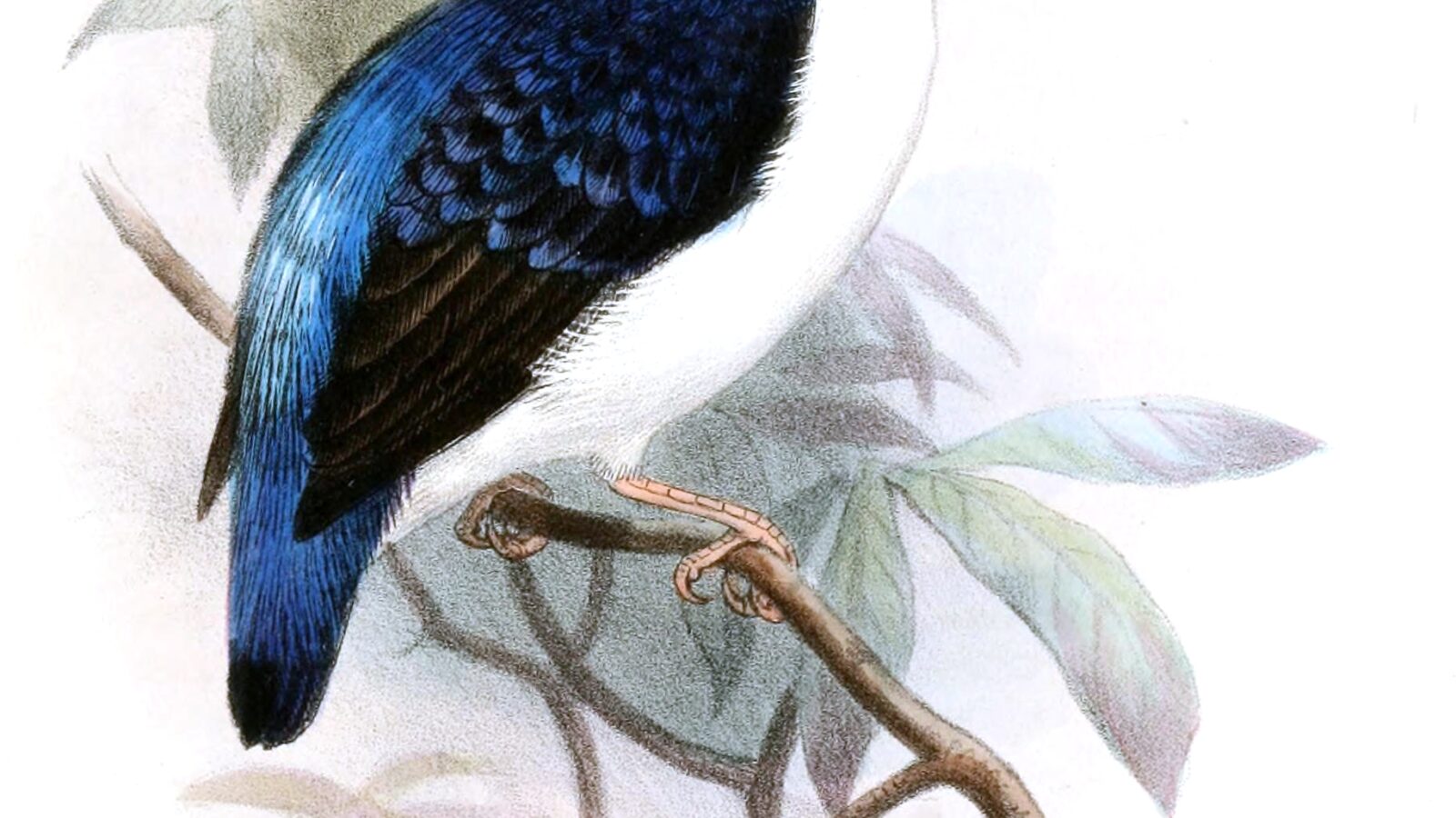 Makira Dwarf Kingfisher