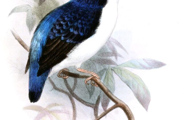 Makira Dwarf Kingfisher