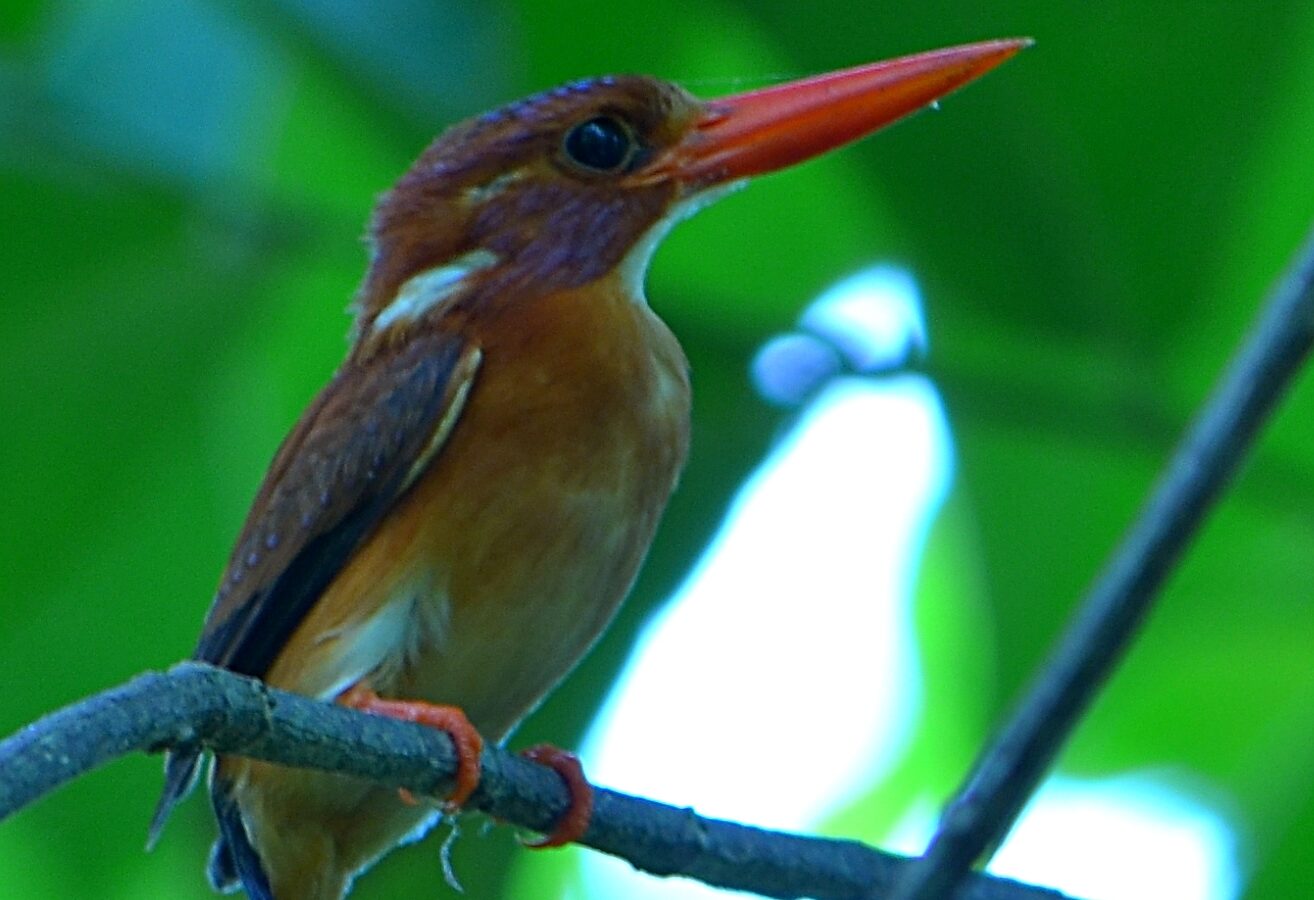 Sulawesi Dwarf Kingfisher