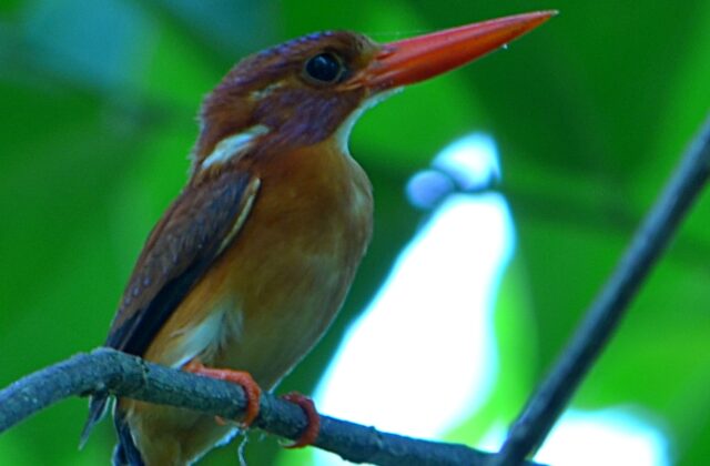 Sulawesi Dwarf Kingfisher
