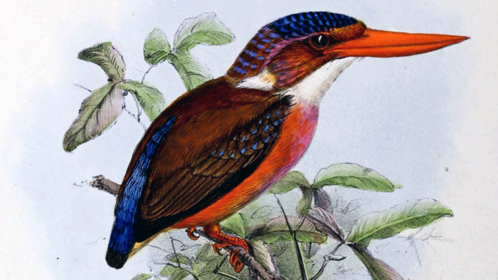 Sangihe Dwarf Kingfisher