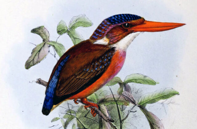 Sangihe Dwarf Kingfisher