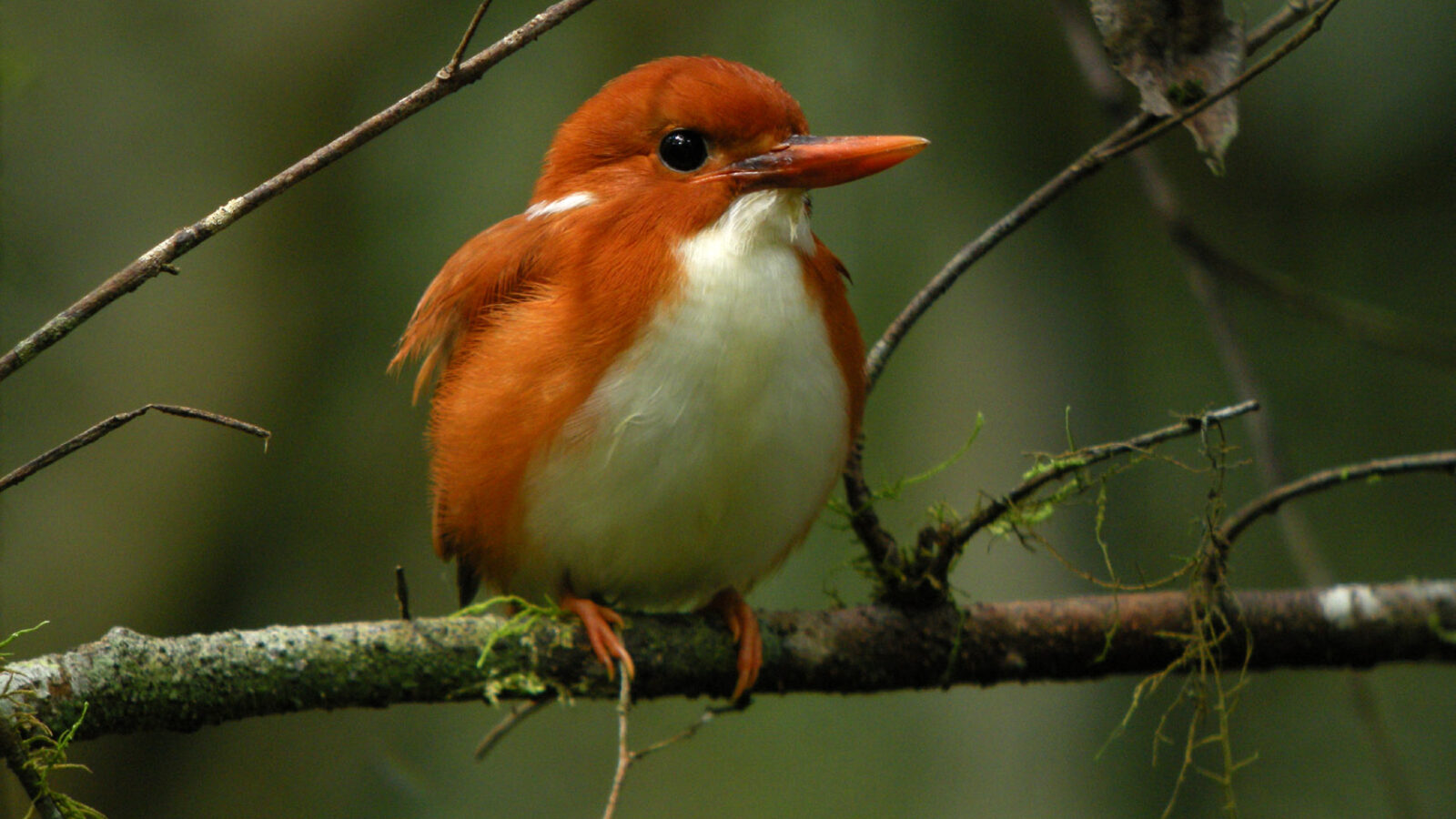 Madagascar Pygmy Kingfisher