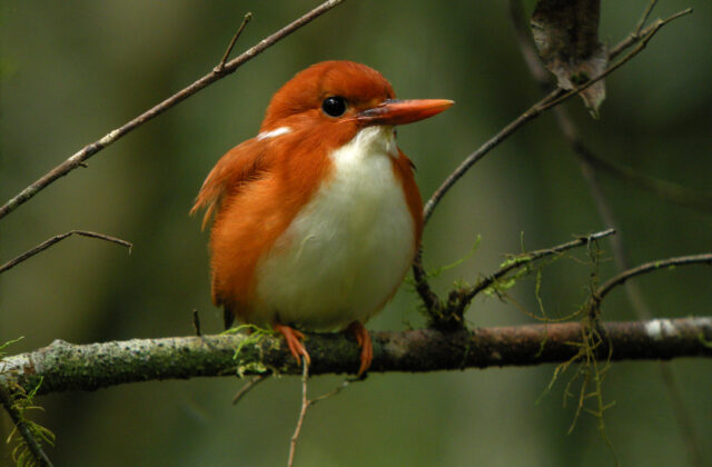 Madagascar Pygmy Kingfisher
